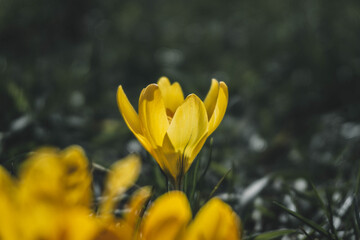 close-up yellow crocus flower, good spring day