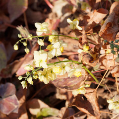 Epimedium perralchicum oder Elfenblume Ein Teppich aus Elfenblumen mit leuchtend goldgelbe Blumen...