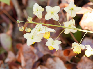 Epimedium perralchicum | Elfenblume oder Sockenblume 'Frohnleiten' mit goldgelben Blütenstände,...