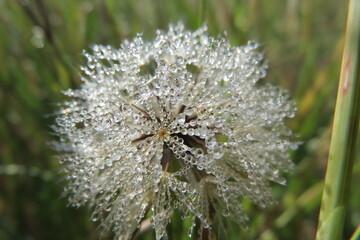 Closeup photo of a magical Dandelion blossom with dew droplets on the petals making it look like diamonds glistening in the early morning sun rays. The weed flower represents wishes, joy, happiness.