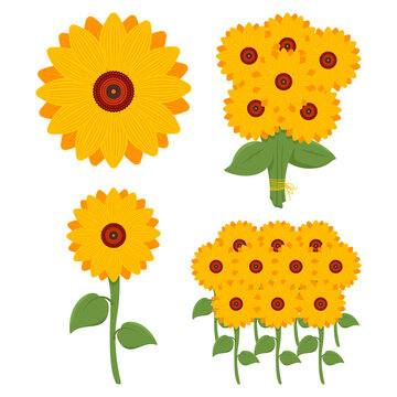 Sunflower vector cartoon set isolated on a white background.