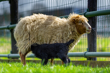 blond mother Ouessant sheep with black lamb. lamb drinks milk from its mother. spring time