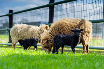 blond mothers Ouessant sheep with black lambs. One lamb drinks milk from its mother, the other lamb...