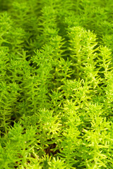 Close-up of a lush buddha grass, Sedum lineare  Thunb.