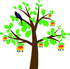 Kaju tree (Cashew tree)