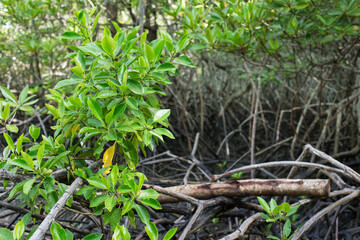 Mangrove forest has Mangrove tree which it is a medium-large size of tree and can grow in deep soft soil (peat)and salty water. So, it’s found in coast of the river.