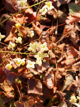Epimedium perralchicum | Elfenblume oder Sockenblume 'Frohnleiten' mit goldgelben Bl&uuml;tenst&auml;nde, die wie Elfen &uuml;ber attraktive, herzf&ouml;rmige, br&auml;unlich-gr&uuml;nen Bl&auml;tter