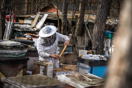 Beekeeper In Overalls Checks The Honeycomb, Apiary