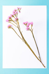 Frame made of dried colored flowers on white background. Place for text and design. Beautiful pattern with neutral colors. Minimalistic, stylish concept. Flat spoon, top view, copy space.