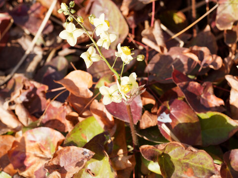 Epimedium perralchicum | Elfenblume oder Sockenblume 'Frohnleiten' mit goldgelben Bl&uuml;tenst&auml;nde, die wie Elfen &uuml;ber attraktive, herzf&ouml;rmige, br&auml;unlich-gr&uuml;nen Bl&auml;tter mit dornig gez&auml;hntem Blattrand 