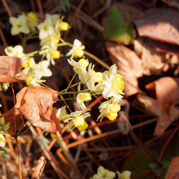 Epimedium perralchicum | Elfenblume oder Sockenblume 'Frohnleiten'. Goldgelben Bl&uuml;tenst&auml;nde zwischen zwischen hellgr&uuml;nen, gelbrandigen, br&auml;unlich-gr&uuml;nen und r&ouml;tliche Bl&auml;ttern