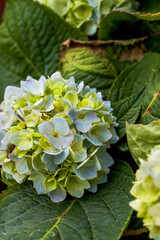 Close-up of a colorful blooming hydrangea, Hydrangea macrophylla (Thunb.) Ser.