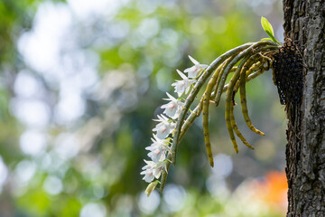 White Thai wild orchid beside the tree looks beautiful and has natural background copy space.