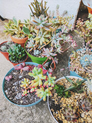 Mixed pots of rare succulent plants