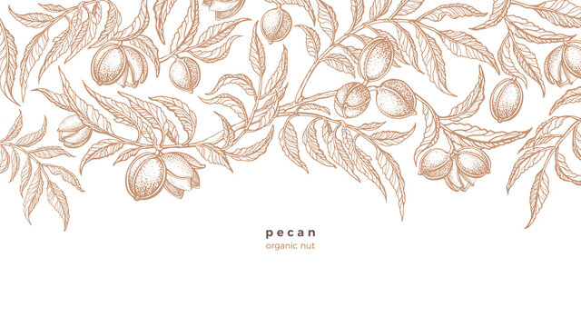 Pecan plant background. Vector hand drawn branch