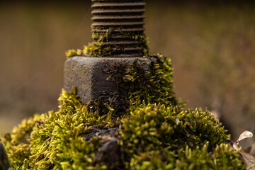 old nut and bolt connection overgrown with moss, selective focus