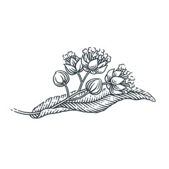 Blooming linden. Hand drawn engraving style vector illustration.