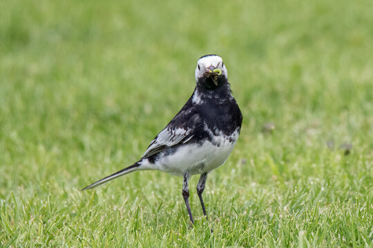 Pied Wagtail