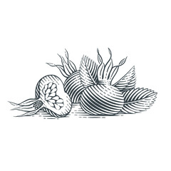 Rosehip fruits. Hand drawn engraving style vector illustration.
