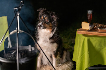 Fototapeta na wymiar Tricolor Australian Shepherd dog sits next to a campfire and table with food and drink. At the campsite at night in winter. Cauldron hangs over the fire, smoke floats in the air. Focus on the dog