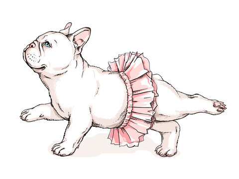 Cute french bulldog ballerina sketch. Dog in ballet tutu Vector illustration in hand-drawn style. Image for printing on any surface