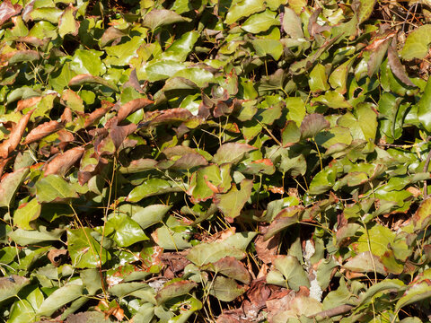 Epimedium perralchicum oder Elfenblume. Sch&ouml;nsten Blattschmuckstauden feine r&ouml;tliche bis gr&uuml;n f&uuml;r halbschattige Gartenbereiche