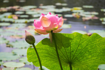 Fototapeta na wymiar 蓮の花　Lotus　ハス