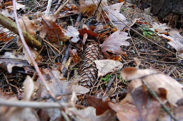 cone in the woods