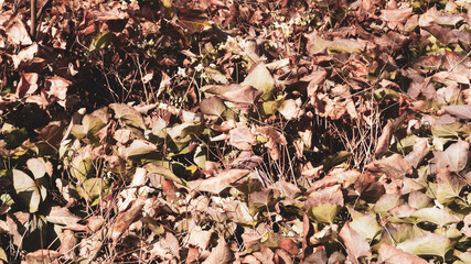 Epimedium perralchicum oder Elfenblume. Schönsten Blattschmuckstauden feine rötliche bis grün...