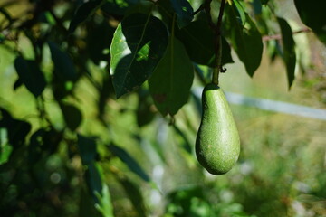 国産アボカド