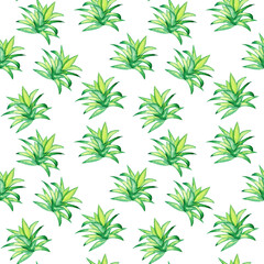 Naklejka na ściany i meble Seamless pattern of green succulent on white background. Watercolor hand drawing illustration. Cactus houseplant for fabric or digital paper.