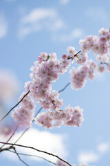 Cherry Blossom