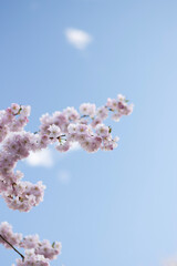 Cherry Blossom
