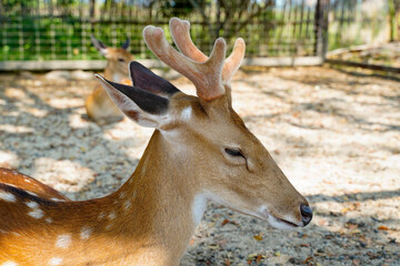 Beautiful axis deer standing close up on nature fence background. Beauty antler or horn of young...