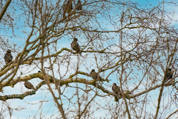 A group of Starlings, Sturnus vulgaris on a branch in tree. Blue sky with white clouds. Seen from behind