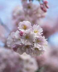 Cherry Blossom