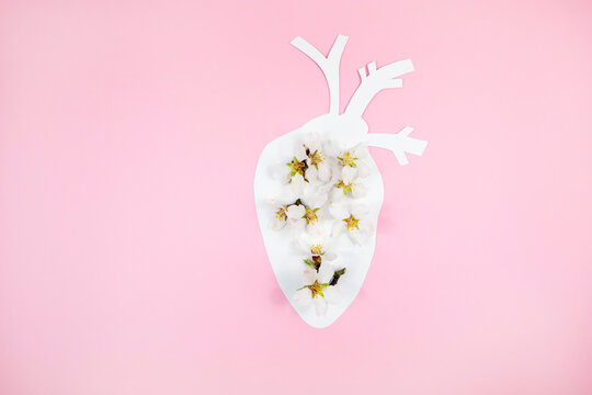 Anatomical paper heart with natural natural flowers on a pink paper background. Therapy, healthcare and treatment concept. Copy space, top view.