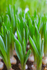 Fresh spring flowers. Plant in the garden