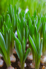 Obraz premium Fresh spring flowers. Plant in the garden