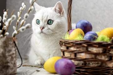 Fototapeta na wymiar White cat looks at Easter colorful eggs. Painted eggs in a corns. British breed. Close-up. High quality photo