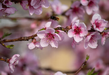 Fruit blooming tree in springtime