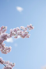 Cherry Blossom