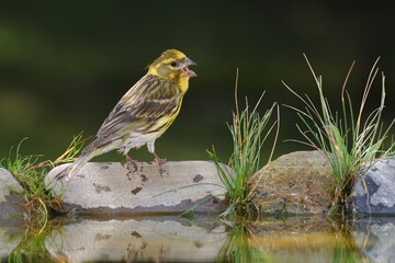European Serin, Serinus serinus stands on stone with grass by the bird's waterhole. Czechia. Europe. 