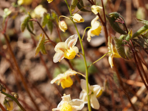 Epimedium perralchicum oder Elfenblume. Sch&ouml;nsten Blattschmuckstauden feine r&ouml;tliche bis gr&uuml;n f&uuml;r halbschattige Gartenbereiche unter Blumen st&auml;ngeln leuchtend goldgelbe &uuml;berh&auml;ngende