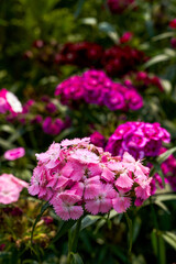 Fototapeta premium A splendidly blooming fuchsia dianthus flower, Dianthus chinensis L.