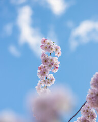 Cherry Blossom