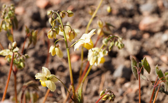 Epimedium perralchicum | Elfenblume oder Sockenblume 'Frohnleiten' als gen&uuml;gsamer Bodendecker mit hellgelb Bl&uuml;ten im Schatten unter Blumen st&auml;ngeln leuchtend goldgelbe &uuml;berh&auml;ngende