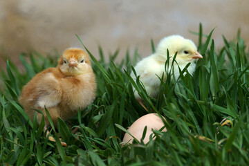 two small chickens and hen's egg in green grass in nature outdoors.