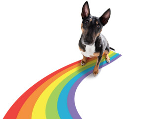gay pride dog