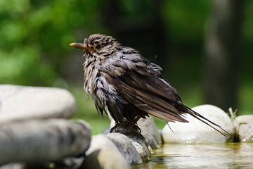 Young blackbird (Turdus merula) stands after bathing on the stones. Czechia. Europe.